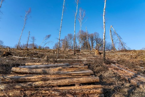Cleared forest area north of the village of Hirschberg, Soest district, dead spruce stands were