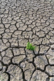 Dry soil, cracked, only a few weeds growing out of the ground, dried-up riverbed, in a side arm of
