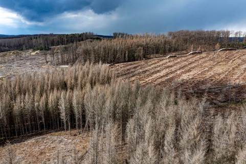 Area in the Arnsberg Forest near Warstein-Sichtigvor, Soest district, over 5000 young trees were