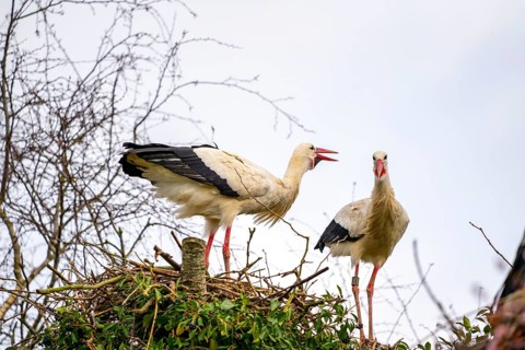 White storks, in the stork care centre Wesermarsch, near Berne, on the river Berne, up to 50 pairs