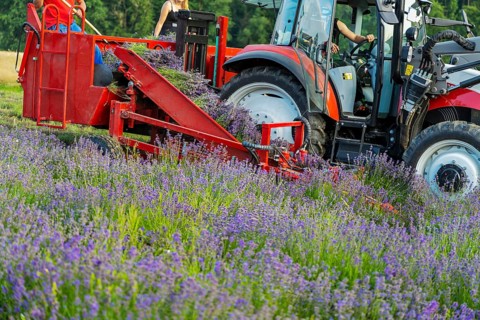 Harvesting lavender in the field