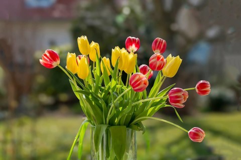 Bouquet of yellow and red and white tulips in sunlight with a blurred background, Germany, Europe