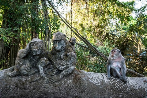 Macaque (Macaca), monkey, monkey, animal, macaque, wildlife, nature, wild, mammal, fauna,