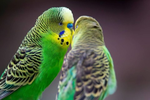 Close-up of two budgies that obviously like each other