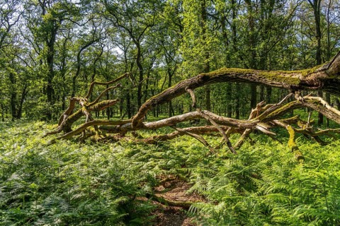 Diersfordter Wald, north of Wesel, nature park with oak and beech forests, glacial sand dunes,