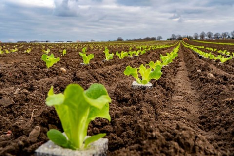 Lettuce plants, in press pots, they are planted in a field with a planting machine, agriculture,