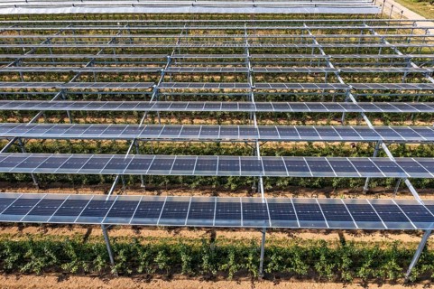 Agri-photovoltaic test plant, an apple orchard with two different systems of PV modules was roofed