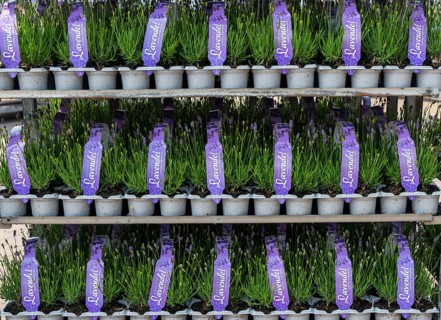 Horticultural company, lavender plants, in flower pots, outdoors, are packed for transport to the