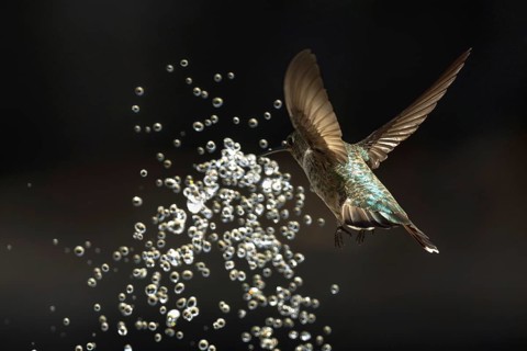 Anna's hummingbird (calypte anna) enjoying the water fountain drops