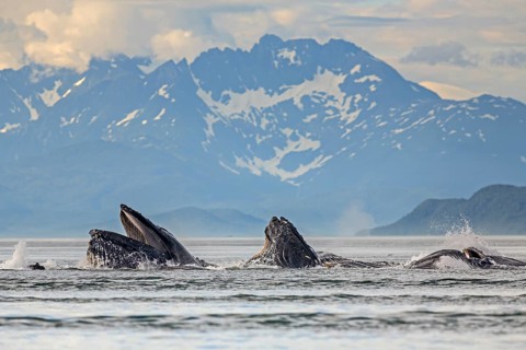 Humpback whales (Megaptera novaeangliae), in the sea off mountains, feeding, midday light,