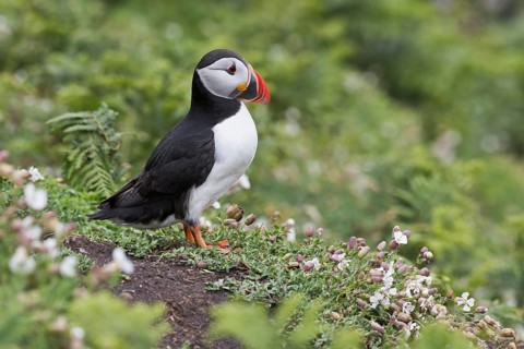 Puffin (Fratercula arctica) Skomer Island, Wales, Great Britain