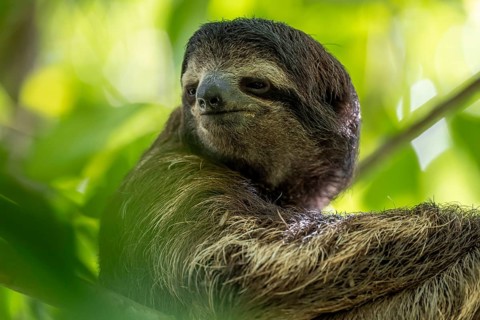 Brown-throated sloth (Bradypus variegatus) in a tree, Cahuita National Park, Costa Rica, Central