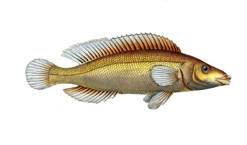Fish, Fish, Genus of Wrasse, Labrus microlepidotus, Historical, digitally restored reproduction