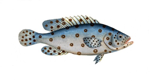 Fish, Fish, Genus of the bannerfish, Anthias argus, the Argus, Historical, digitally restored