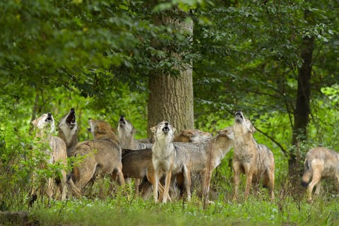 Wolf (Canis lupus), pack of wolves howling in forest, summer, Germany, Europe