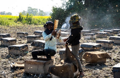 Beekeepers working in a honey production unit near a mustard field on December 17, 2024 in Barpeta,