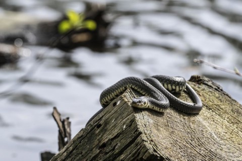 Grass snake (Natrix natrix), Emsland, Lower Saxony, Germany, Europe