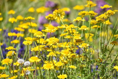 Wildflower garden with golden marguerite (Cota tinctoria), Salzburger Land, Austria, Europe