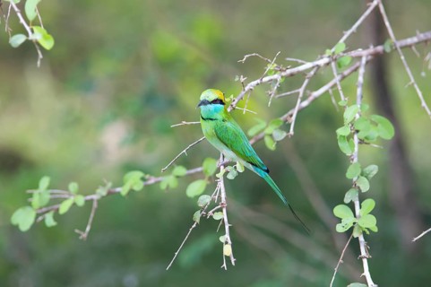 Bronze-crowned Emerald Bee-eater (Merops orientalis) sitting on a branch in Yala Natioal Park,