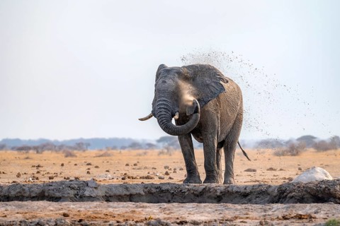 African elephant (Loxodonta africana), bathing at a waterhole, spraying water from its trunk, Nxai
