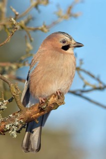 A jay (Garrulus glandarius), sitting on a branch against a blue sky, Odenwald, Hesse, Germany,
