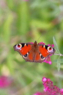 Peacock butterfly (Inachis io) sucking nectar on butterfly bush (Buddleja davidii), in a natural