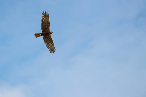 Marsh harrier (Circus aeruginosus), flying female, Langeoog Island, Germany, Europe