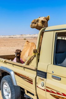 Camel (Camelidae) with young animal being transported on a Toyota pickup, Huqf stone desert,