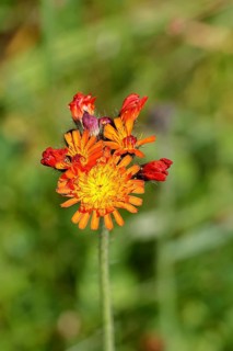 Orange hawkweed, orange-red hawkweed (Hieracium aurantiacum), flower on a rough meadow, Wilnsdorf,