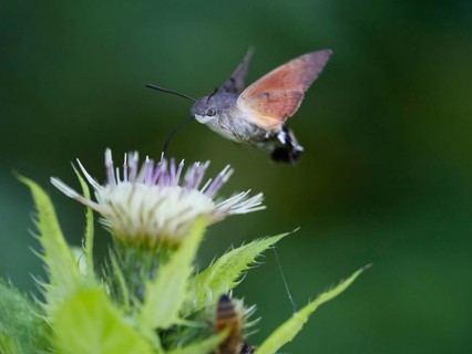 Hummingbird Hawk Moth (Macroglossum stellatarum), feeding on nectar from a Marsh thistle flower