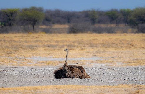 Common ostrich (Struthio camelus), adult female taking a dust bath, African savannah, Khama Rhino