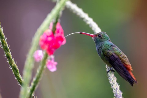 Golden-tailed Sapphire Hummingbird (Chlorestes eliciae) Hummingbird drinking from a flower, Heredia