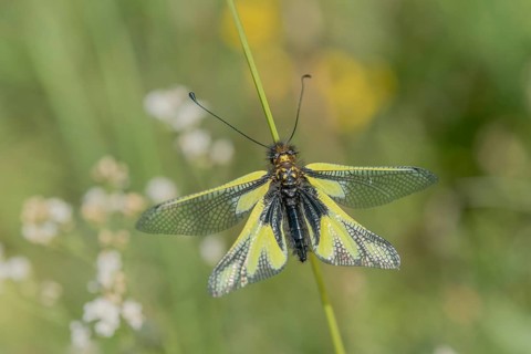 Owly sulphur Ascalaphe (Libelloides coccajus) in a meadow in spring. Kaiserstuhl, Emmendingen,
