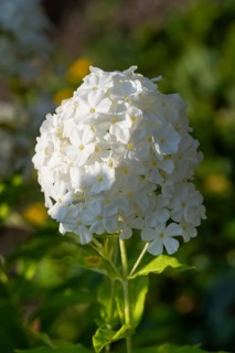 Common viburnum (Viburnum opulus), North Rhine-Westphalia, Germany, Europe
