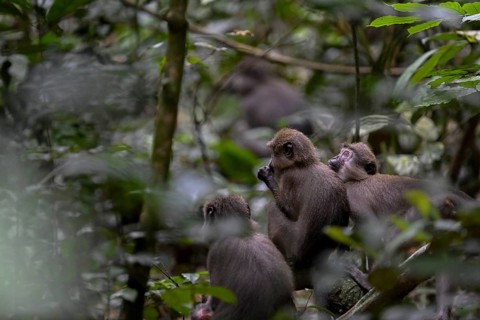 Olivet (Cercocebus agilis) near the Baï-Hokou, Dzanga-Ndoki National Park, Unesco World Heritage