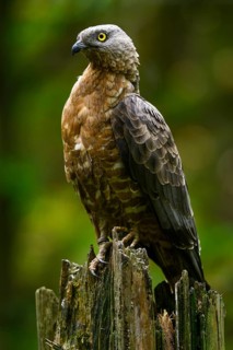European honey buzzard (Pernis apivorus), Bavarian Forest National Park, Bavaria, Germany, Europe