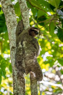 Brown-throated sloth (Bradypus variegatus) on a branch, Cahuita National Park, Costa Rica, Central