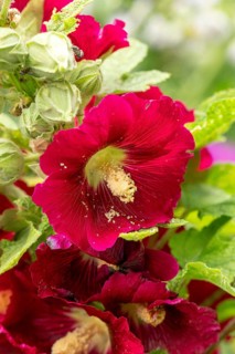 Close-up of red flowers of the Common hollyhock (Alcea rosea) with pollination, Ternitz, Lower