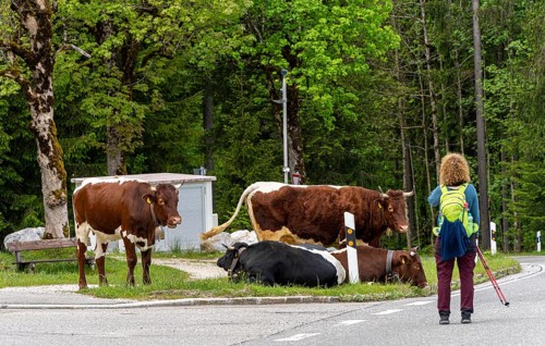 Dairy cows at the roadside, Götschenalm, Bavaria, Germany, Europe