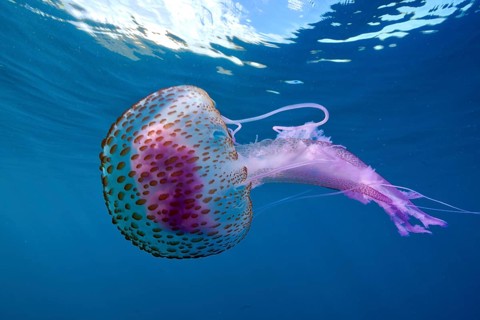 Mauve stinger (Pelagia noctiluca) with purple tentacles swimming in the blue ocean water. Dive site