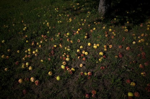 Fallen fruit, apple tree, yellow apples, meadow orchard, Waiblingen, Baden-Württemberg, Germany,