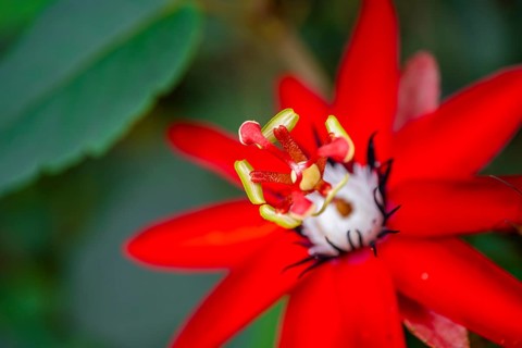 Flower of a red passion flower (Passiflora vitifolia), Tortuguero National Park, Costa Rica,