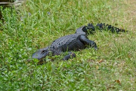 American alligator (Alligator mississippiensis), in the meadow, spring, Shark valley, Everglades