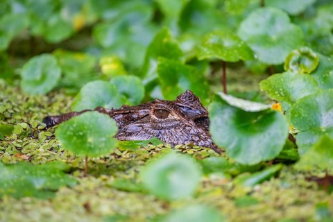 Northern spectacled caiman (Caiman crocodilus) lying in the water, head above water, among aquatic