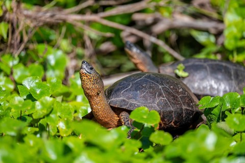 American tortoise (Rhinoclemmys funerea) among aquatic plants, Tortuguero National Park, Costa