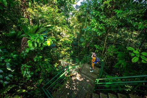 Tourist on the way in the rainforest to Cerro Tortuguero, Tortuguero National Park, Costa Rica,