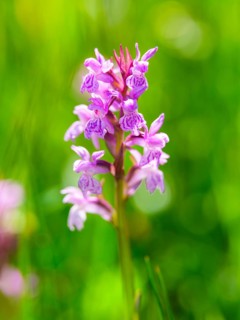 Broad-leaved fingerroot (Dactylorhiza majalis agg.), Bischofswiesen, Berchtesgadener Land, Upper