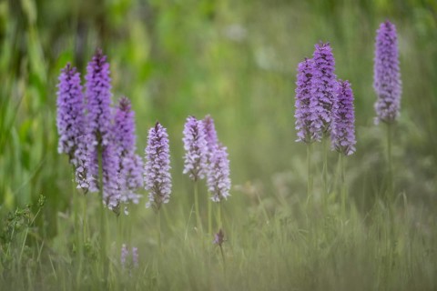 Southern marsh orchid (Dactylorhiza praetermissa), Emsland, Lower Saxony, Germany, Europe
