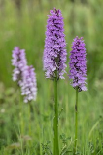 Southern marsh orchid (Dactylorhiza praetermissa), Emsland, Lower Saxony, Germany, Europe