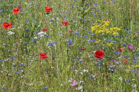 Flower meadow with poppy flower (Papaver rhoeas) and cornflowers (Centaurea cyanea), Emsland, Lower